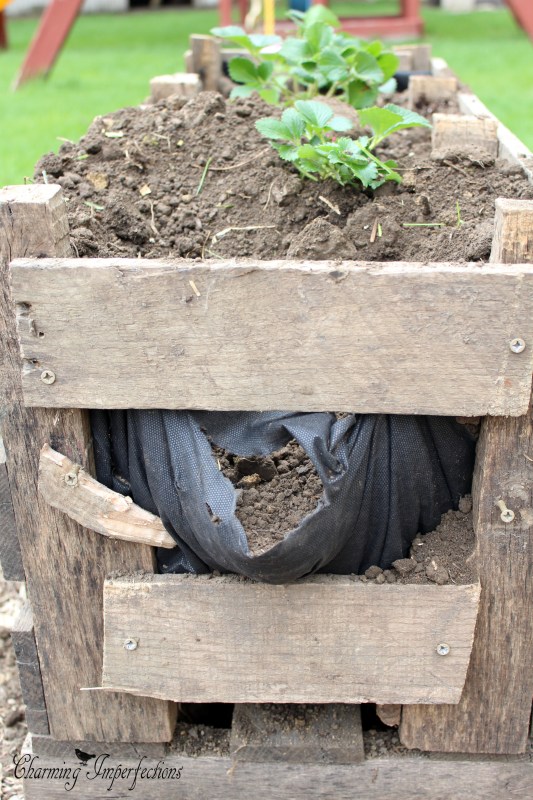 Pallet Strawberry Planters are really cool, but wouldn’t you like a little more information on why they are ideal? And, perhaps, how to get the plants planted into the sides? All that information and more are here in this post.