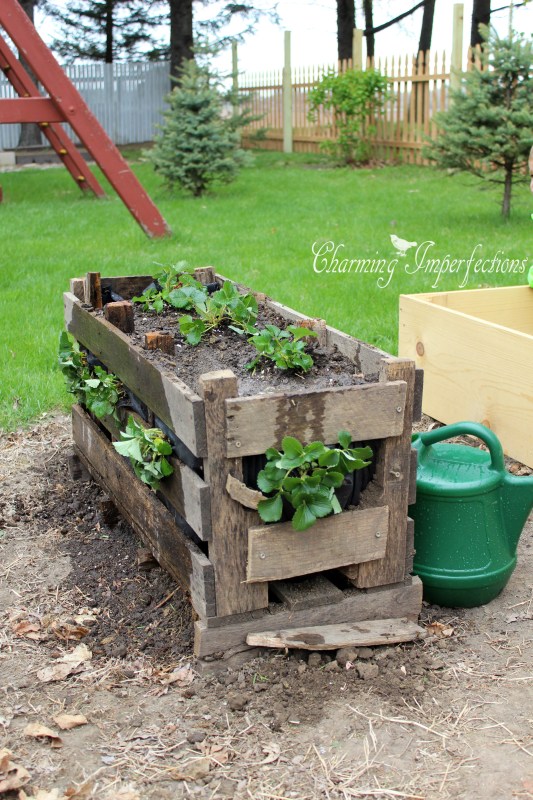 Pallet Strawberry Planters are really cool, but wouldn’t you like a little more information on why they are ideal? And, perhaps, how to get the plants planted into the sides? All that information and more are here in this post.