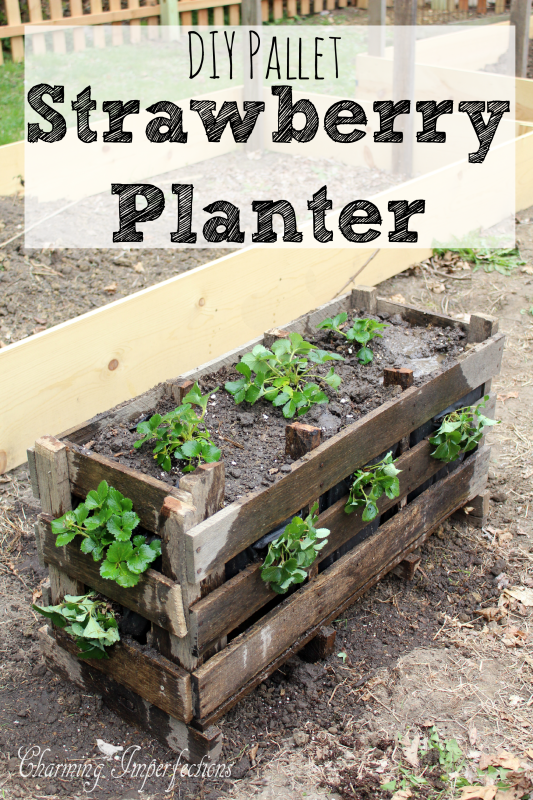 Pallet Strawberry Planters are really cool, but wouldn’t you like a little more information on why they are ideal? And, perhaps, how to get the plants planted into the sides? All that information and more are here in this post.