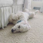 It's kind of hard to tell, but she is actually asleep in this picture. What a goofy dog! We love our Reagan girl!
@goldendoodlesofinsta, thought you would appreciate this!
#goldendoodle #puppy #goldendoodlepup #siesta #instagood #lazydays #lazydog #notmajestic #sillydog #sillypuppy #funny #funnydog #naptime #saturday
